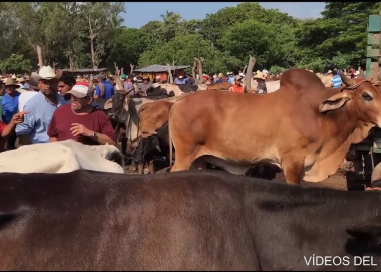 Descartan brote de ántrax en el oriente del país
