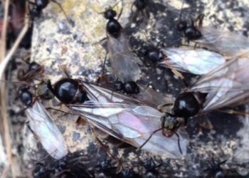 Enjambres de hormigas voladoras invaden Gran Bretaña y son vista desde el espacio