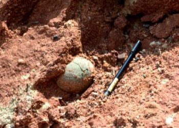 (VIDEO) Un niño encuentra un nido de huevos de dinosaurio de 65 millones de años en China