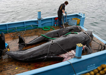 Japón reanuda la caza de ballenas tras 31 años de suspensión