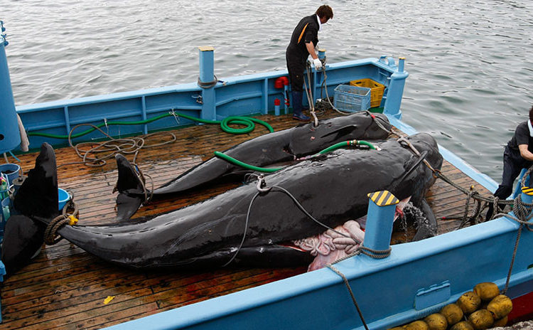Japón reanuda la caza de ballenas tras 31 años de suspensión