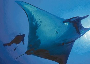 Una mantarraya gigante se acerca a un buceador para que le salve la vida