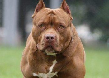 Una jauría de perros mata a un hombre en Florida