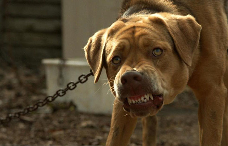 Hombre en EE.UU. fue devorado con todo y huesos por sus perros
