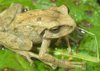 Dos nuevos tipos de rana son descubiertas en Ecuador