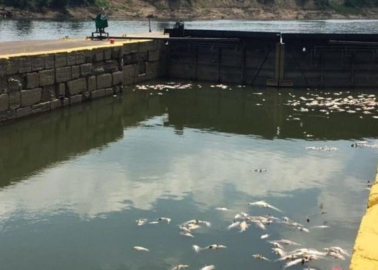 Miles de peces mueren «borrachos» tras derrame de whisky en río de EE.UU