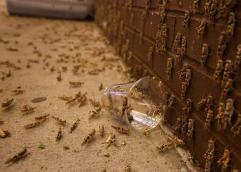 Las Vegas, «la ciudad del pecado» sufre plaga de saltamontes