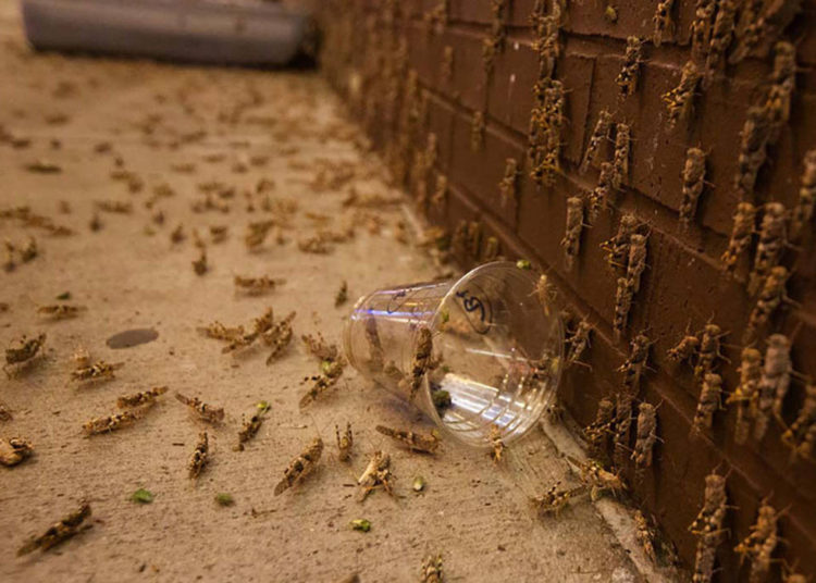 Las Vegas, «la ciudad del pecado» sufre plaga de saltamontes