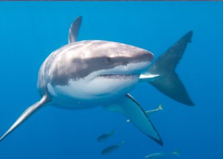 (VIDEO) Tiburón da tremendo susto a una familia durante un paseo