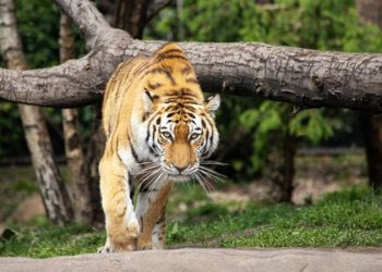 (VIDEO) Tigre ataca motociclistas que cruzaron una reserva natural en la India