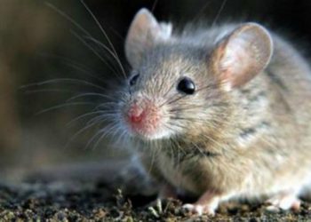 (VIDEO) Filman en Moscú una rata ‘equilibrista’