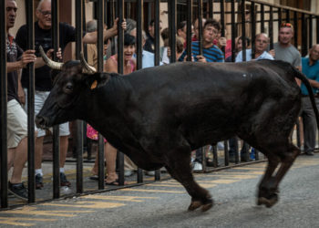 (VIDEO): Toro lanza por los aires a un espectador en un festival taurino de España