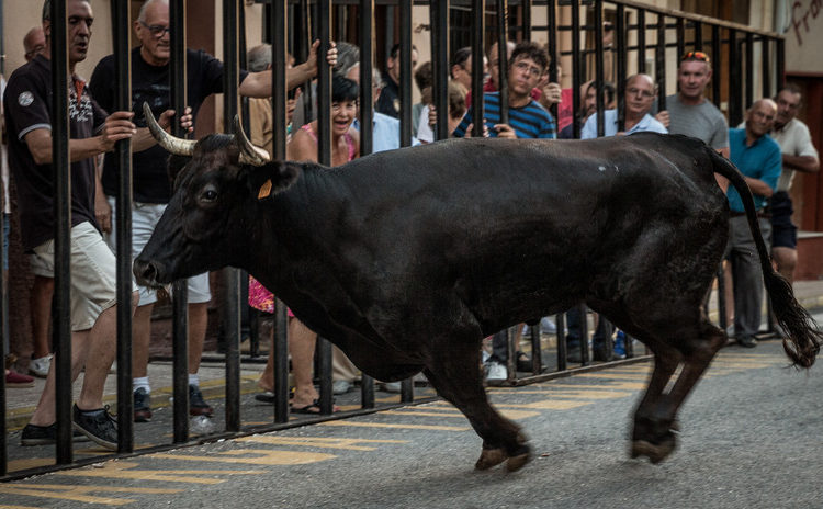 (VIDEO): Toro lanza por los aires a un espectador en un festival taurino de España