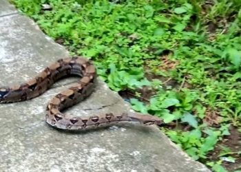 Bomberos desalojan serpiente de una vivienda