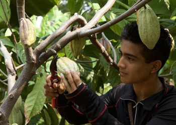 Alianza Cacao El Salvador generó más de 8,300 empleos en el último quinquenio