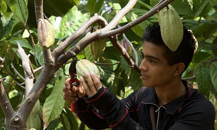 Alianza Cacao El Salvador generó más de 8,300 empleos en el último quinquenio
