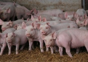 Corazones de cerdos podrían ser trasplantados a los humanos «dentro de 3 años», afirma experto cirujano