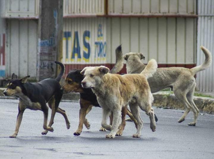 Anciana es sentenciada a cárcel por alimentar gatos y perros callejeros