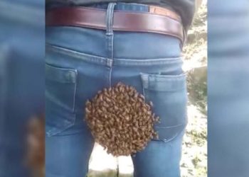 (VIDEO) Un enjambre de abejas hizo «colmena» en el trasero de un hombre