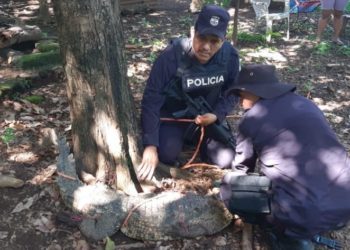 Localizan a cocodrilo en una vivienda en Ereguayquín
