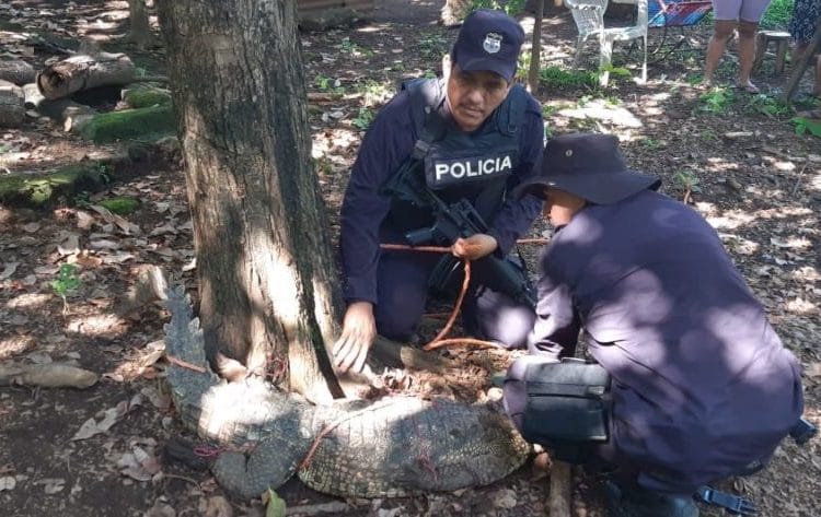 Localizan a cocodrilo en una vivienda en Ereguayquín