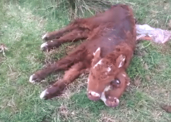 (VIDEO) Nace ternera de dos cabezas en Argentina
