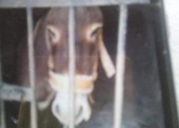 Liberan a burro detenido en Oaxaca y su caso destapa corrupción municipal