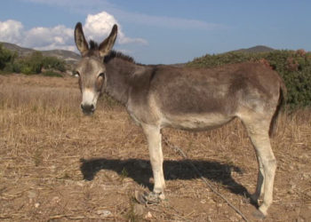 La policía encarcela a un burro al que tienen sin agua y comida