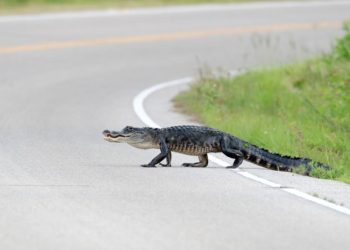 (VIDEO) Un Caimán con su presa y varios buitres interrumpen el tráfico en el sur de la Florida