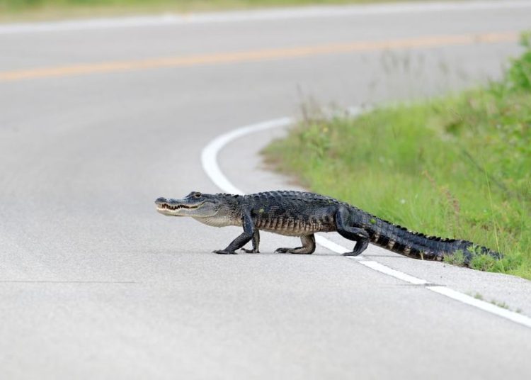 (VIDEO) Un Caimán con su presa y varios buitres interrumpen el tráfico en el sur de la Florida