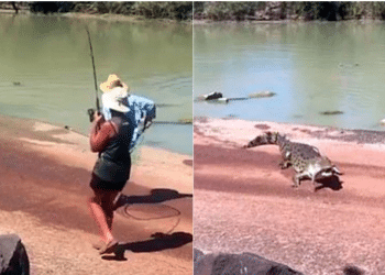 Un cocodrilo le arrebata presa a un pescador