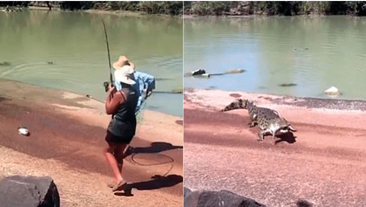 Un cocodrilo le arrebata presa a un pescador