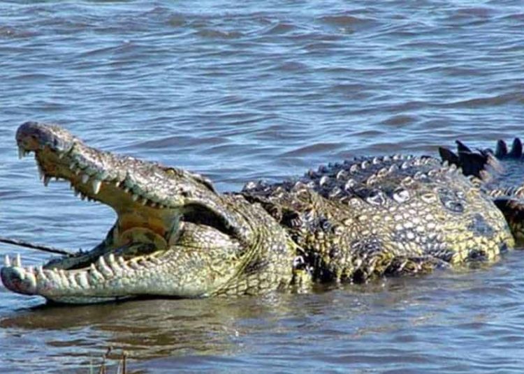 Cocodrilo arrastra a niño desde bote y se lo come vivo en Filipinas