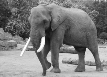 ¿De dónde viene la expresión ‘elefante blanco’?