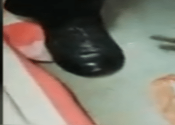 (VIDEO) Tras una persecución de cinco horas atrapan a gato que ingresaba celulares a una cárcel