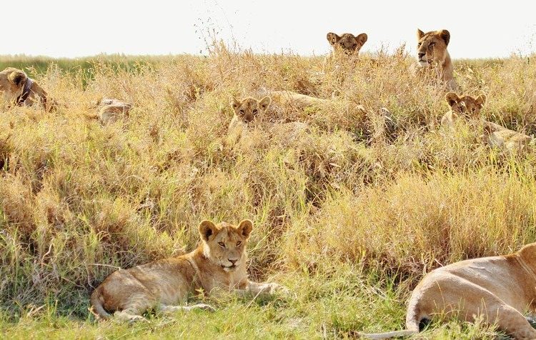 (VIDEO) Un guía de safari se lleva una desagradable sorpresa