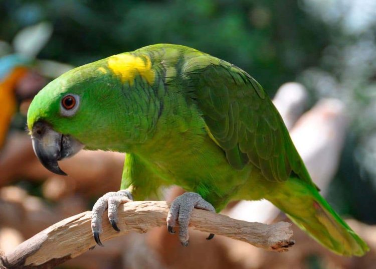 Lora nuca amarilla podría desaparecer en una década en El Salvador
