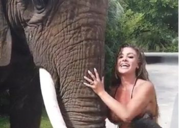 (VIDEO) Elefanta “juguetona” intenta quitarle el sostén a una modelo en bikini