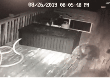 Un hombre luchó contra un oso que ingresó a su casa en Colorado, su esposa le salvó la vida