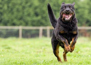 (VIDEO) Policía dispara contra perro que lo ataca pero mata a su dueña