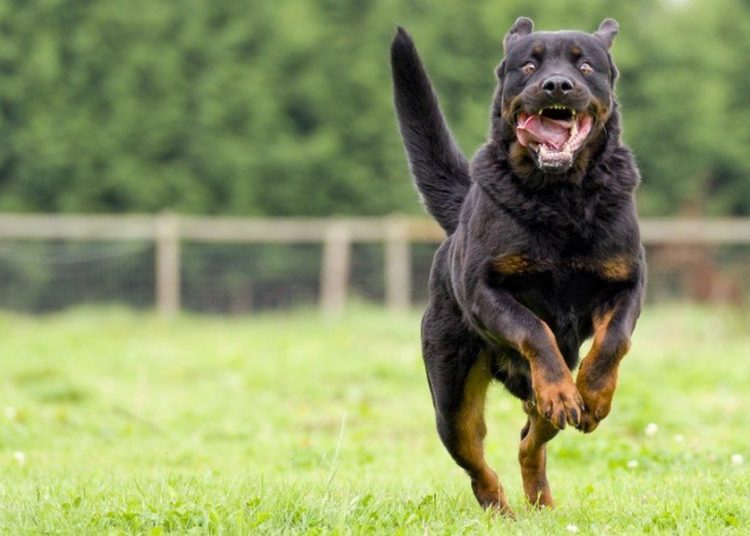 (VIDEO) Policía dispara contra perro que lo ataca pero mata a su dueña