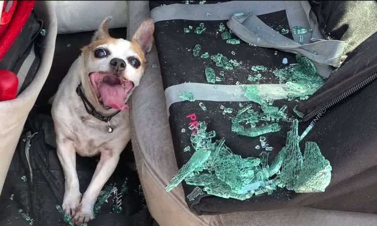 (VIDEO) Perro que convulsionaba por el calor dentro de un automóvil es rescatado por la policía