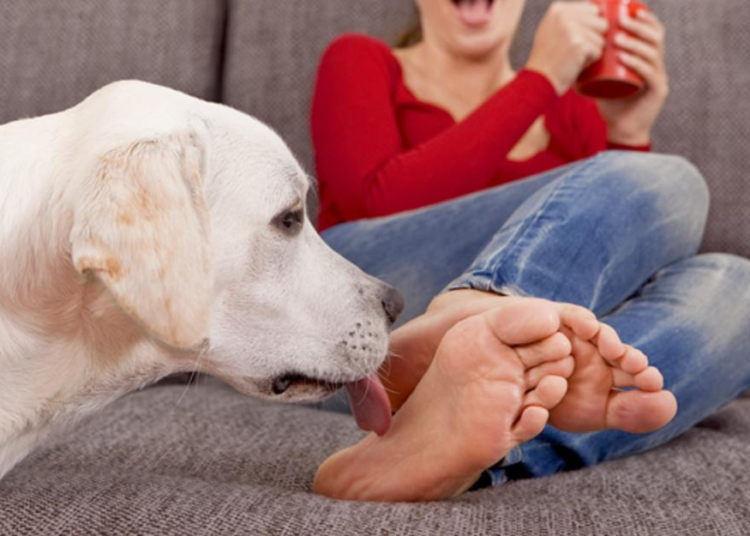 Mujer pierde manos y piernas por una infección causada por una lamedura de perro
