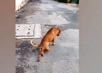 (VIDEO) Perro finge tener una pata quebrada para conseguir comida