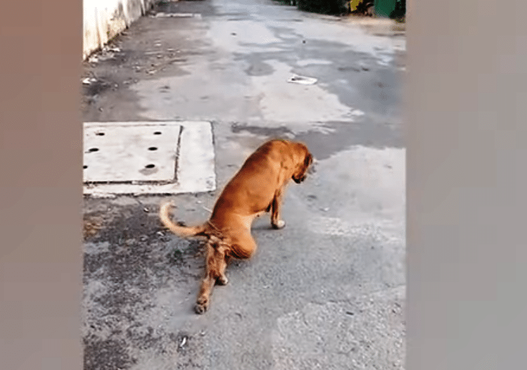 (VIDEO) Perro finge tener una pata quebrada para conseguir comida