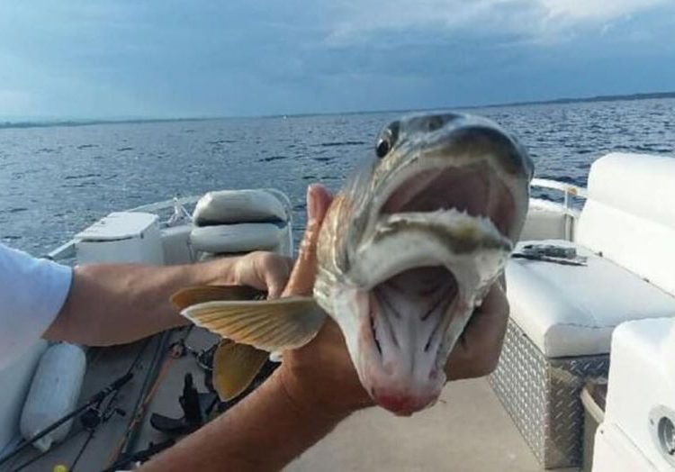 Pez con dos bocas es atrapado en lago de Nueva York
