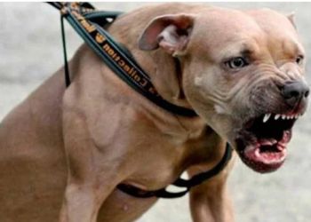 Un niño que visitaba a sus abuelos fue atacado por un pitbull en México