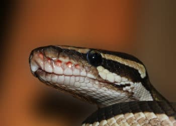 Escuchan ruidos en el techo de su casa y descubren a dos pitones peleando