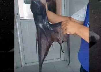 Un «pulpo vampiro» causa conmoción en México