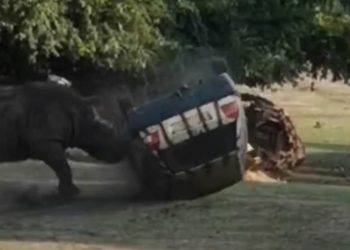 (VIDEO) Rinoceronte ataca automóvil en parque de vida salvaje en Alemania